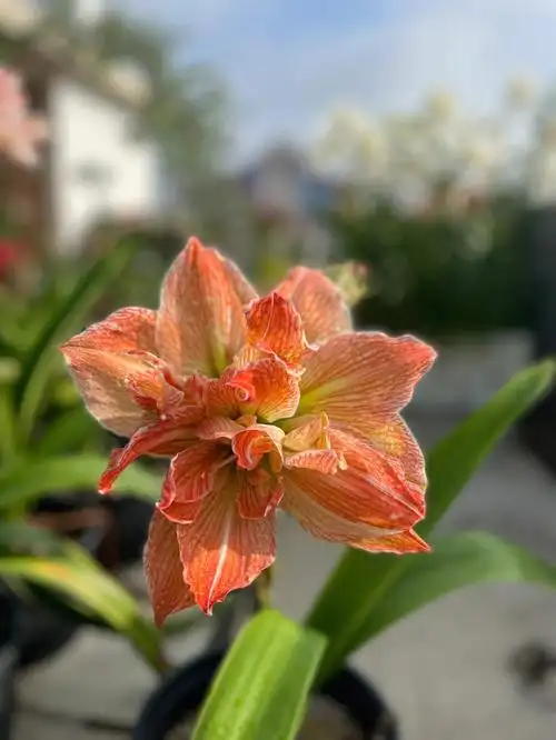 朱顶红异域仙女