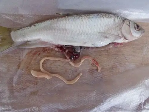 1 生鱼片:肝吸虫,异尖线虫 鱼片切薄,蘸芥末生吃,已经成了很多人喜欢