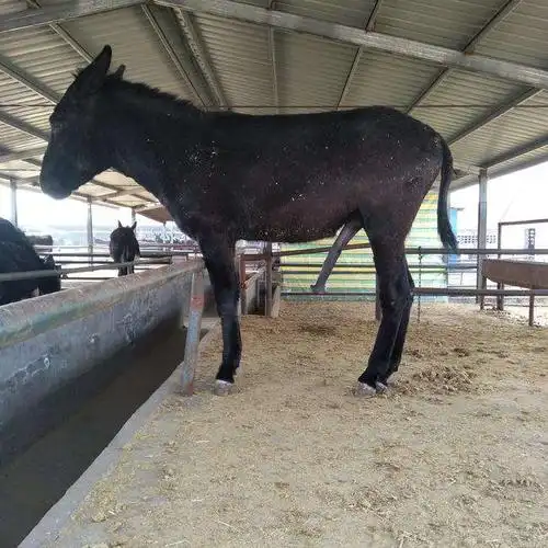 普通话:驴鞭.胶州话:驴圣.拼音:lvsheng.