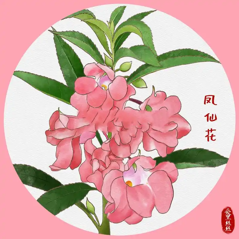 插画练习015| 原创药用植物 | 凤仙花 奶奶花盆里常种的指甲草也是一
