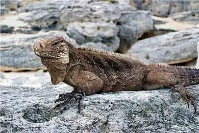 seasidethe beachseashorerockhovelheatcoast展开位置古巴加勒比