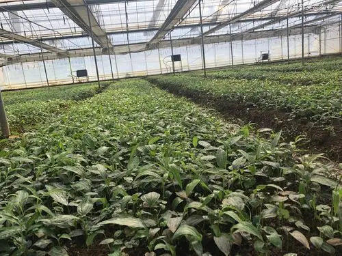 黄精块茎苗或者籽育苗到底买哪个好