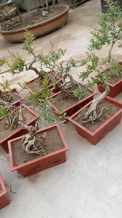 紫玉石榴盆景-vlog视频-搜狐视频