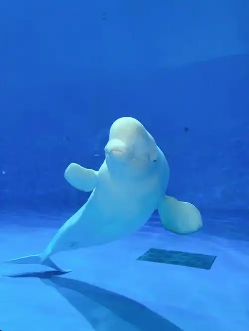 白鲸可可爱爱的海洋生物