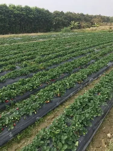 今天特地过来拜访从浙江来到我们当地种植草莓有10多年的马大哥潘