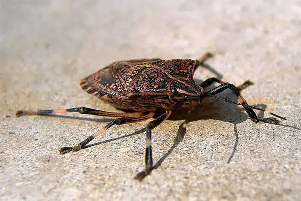 农村有种虫子叫"放屁虫",对果实危害高达70%,你那里有吗?