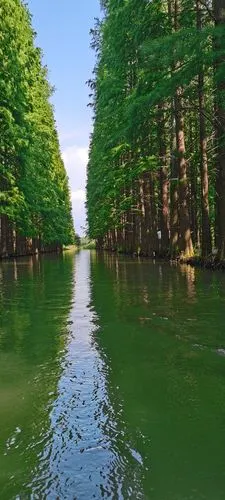 初秋的金湖水上森林景区