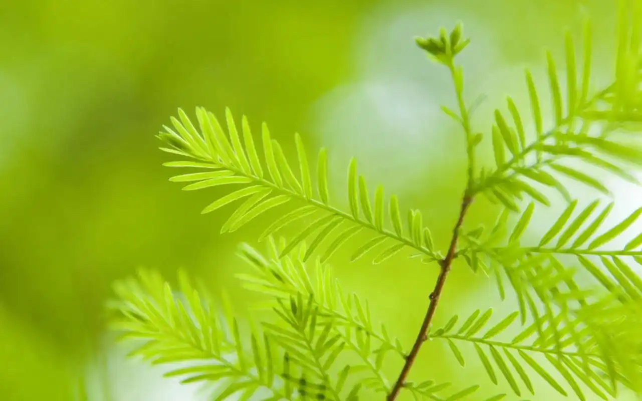 小清新养眼植物嫩芽唯美高清壁纸