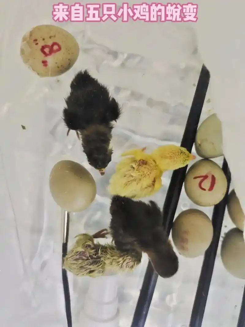 芦丁鸡 自己孵化小鸡13天的蜕变~ - 抖音