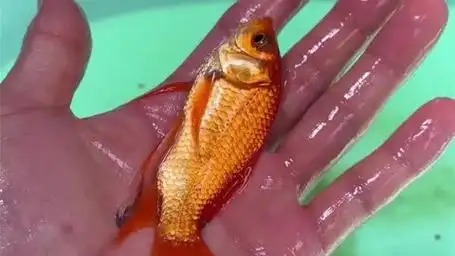 长尾红鲫鱼太漂亮了