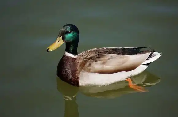 945青头水鸭 1只 毛重约2.6斤 默认鲜宰