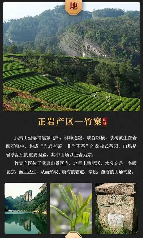 武夷山大红袍正岩肉桂竹窠肉桂茶高品质武夷岩茶正宗大红袍茶叶竹窠
