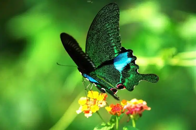 香港湿地公园蝶舞翩翩(附图)