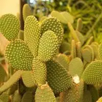 沙漠仙人掌配图 沙漠中的仙人掌配图_微信头像图片大全