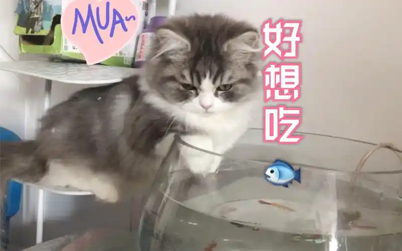 活动  胖团子想吃鱼,无奈腿短够不到,小短腿的忧伤日常