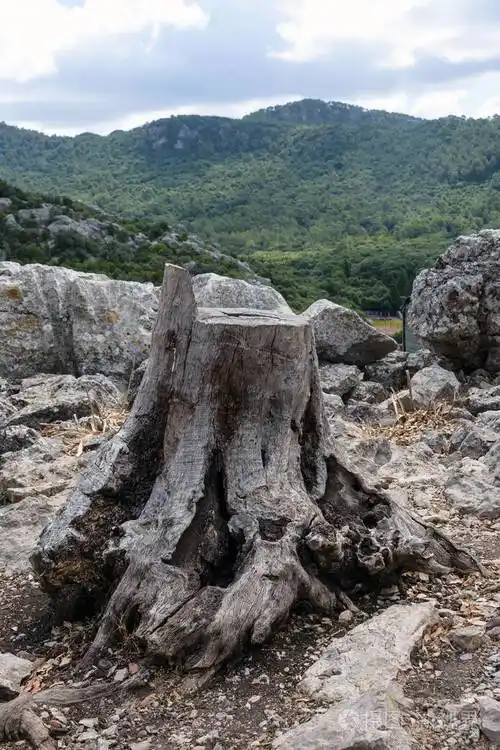 绿色森林背景下的巨大树桩森林砍伐是一个全球性的环境问题