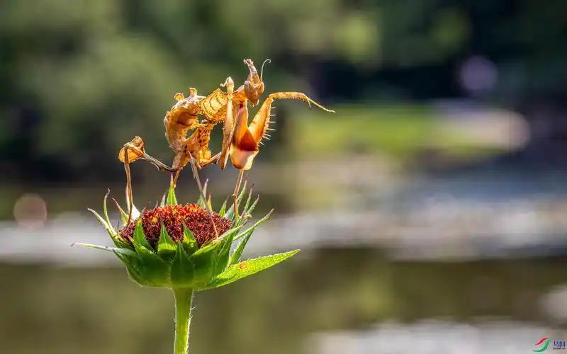 大魔花螳螂【荣获首页精华】