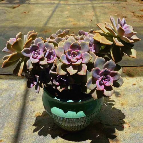 紫乐老桩多肉植物大颗控养型组合盆栽悬崖桩紫色肉肉植物新款庄