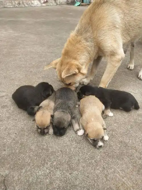 中华田园犬幼犬领养
