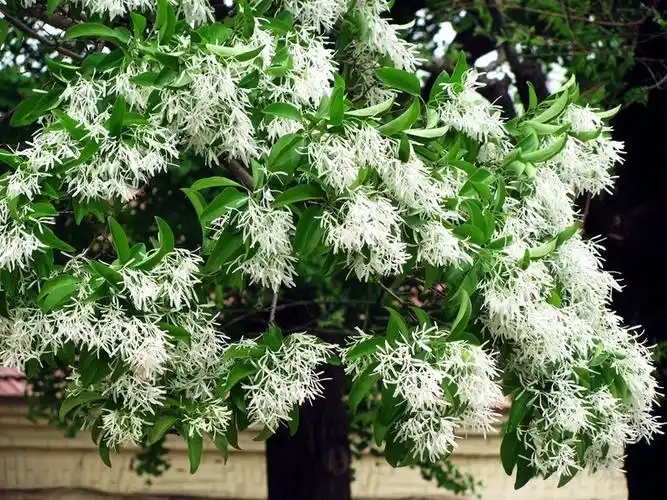 民勤流苏苗基地