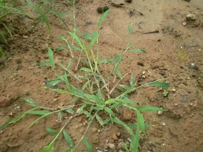 展开全部 这个应该是马唐.