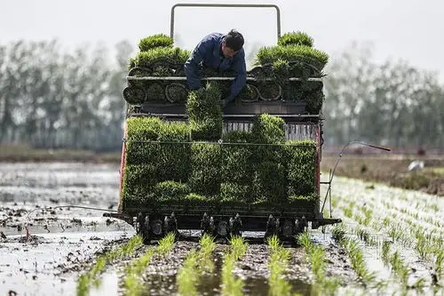 辽宁盘锦:水稻主产区插秧忙