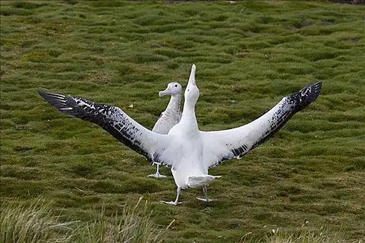 漂泊信天翁,成年,雄性,不成熟,示爱,脆弱,普里昂岛,南乔治亚