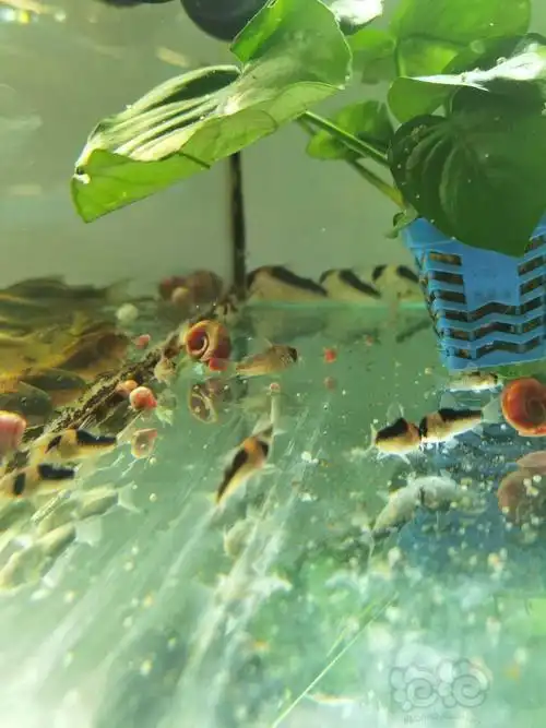 出野生鼠鱼七彩苗鼠鱼苗