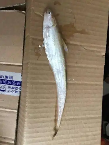 展开全部 凤鲚(coilia mystus).