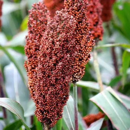 高粱有哪些红高粱品种图