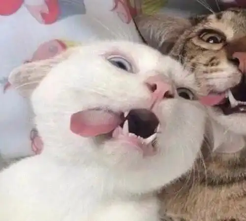 沙雕智障情侣头像cp,一看就有大病的情侣头像图片