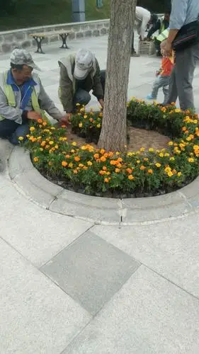 明礼花园内2个树坑内放花600余盆