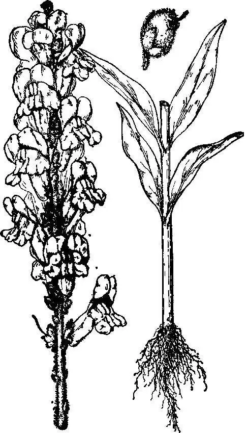 金鱼草怎么画简笔画 简笔画图片大全-普车都