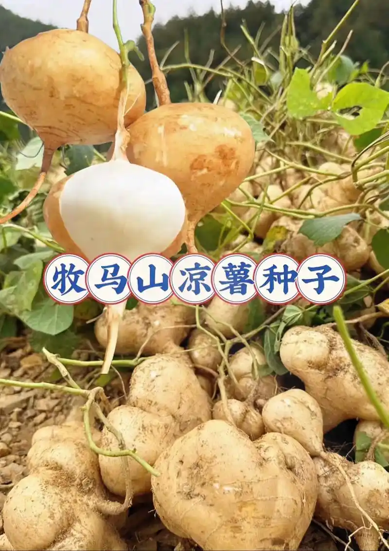 牧马山凉薯种子种籽孑水果地瓜!特大白瓤,香甜又早熟!