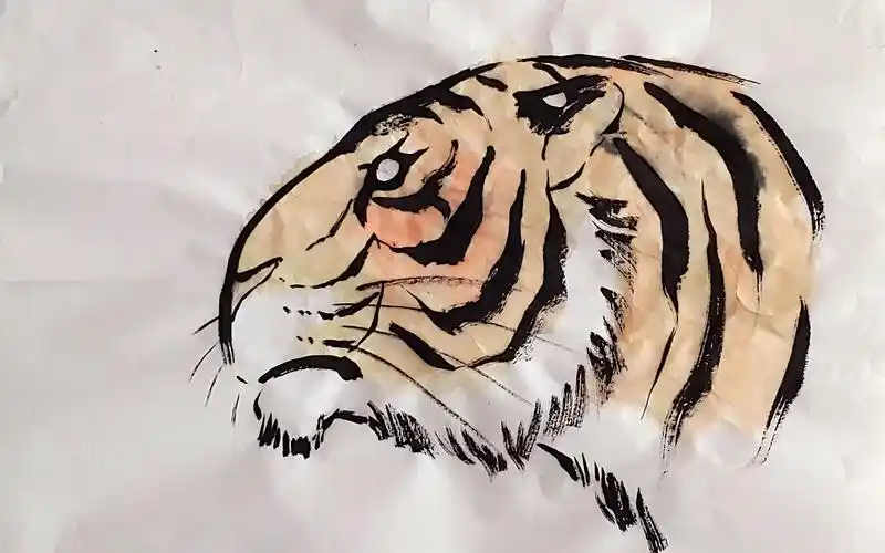 老虎白描彩色画老虎的侧脸