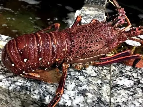 全世界最顶级的虾,你吃过几种?