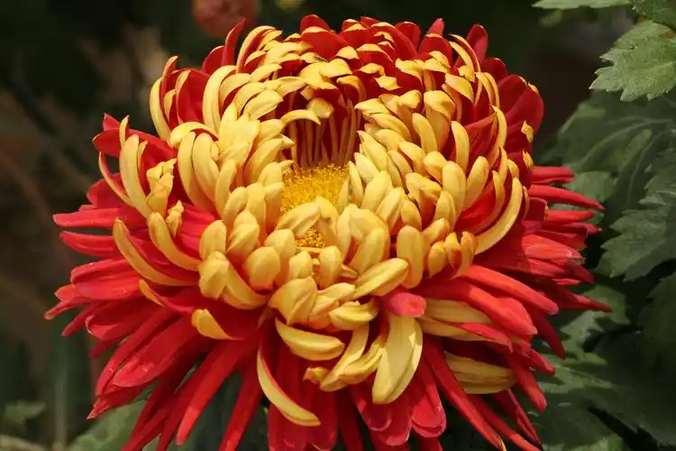 大美开封,最美菊花(2020.11.03)