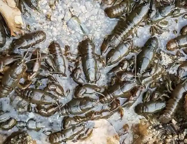 农民养殖"大头虾",学名"喇咕",形状和小龙虾类似!