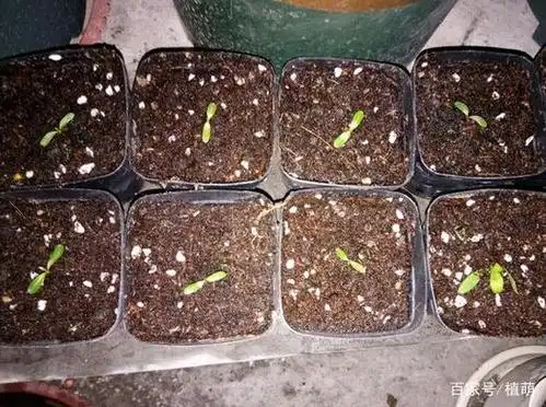春季播种石竹,不到1周,种子出满芽,发芽速度"太快"