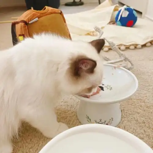 爱搭不理的,吃饭得人陪,吃一半就跑自助干粮是猫舍推荐的,但是想到猫