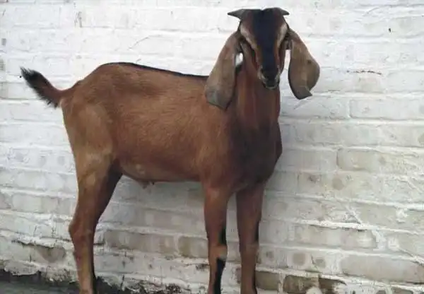 简州大耳羊种羊/简州大耳羊种母羊/简州大耳羊种公羊