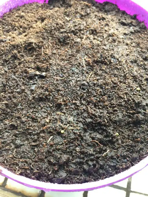 最近买的勋章菊种子发芽了,没想到这么好种_花花草草_家居家装_家居