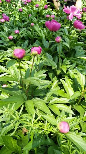 黄路山芍药花园