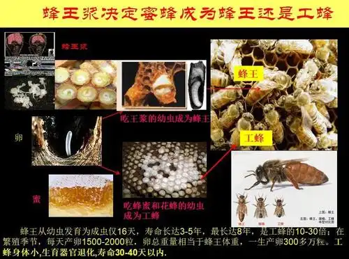 是作为小蜜蜂食物的蜂王浆中决定蜜蜂雌性幼蜂发育为蜂王还是工蜂