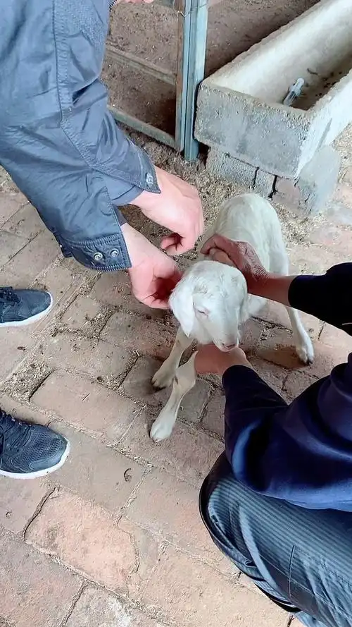 教你给羊注射疫苗养羊人必须要会的技术-全民小视频