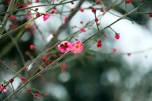 红梅傲雪报新春