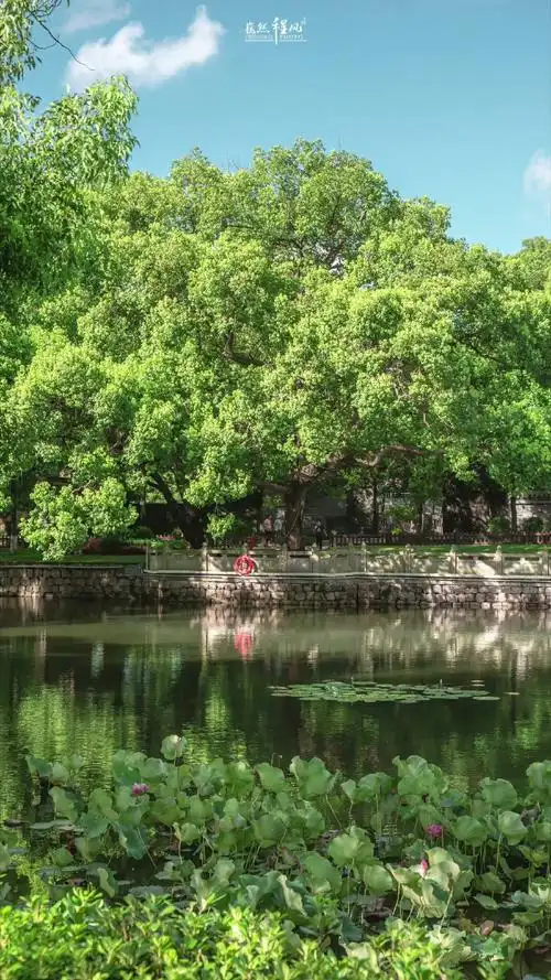 绿树阴浓夏日长,楼台倒影入池塘.
