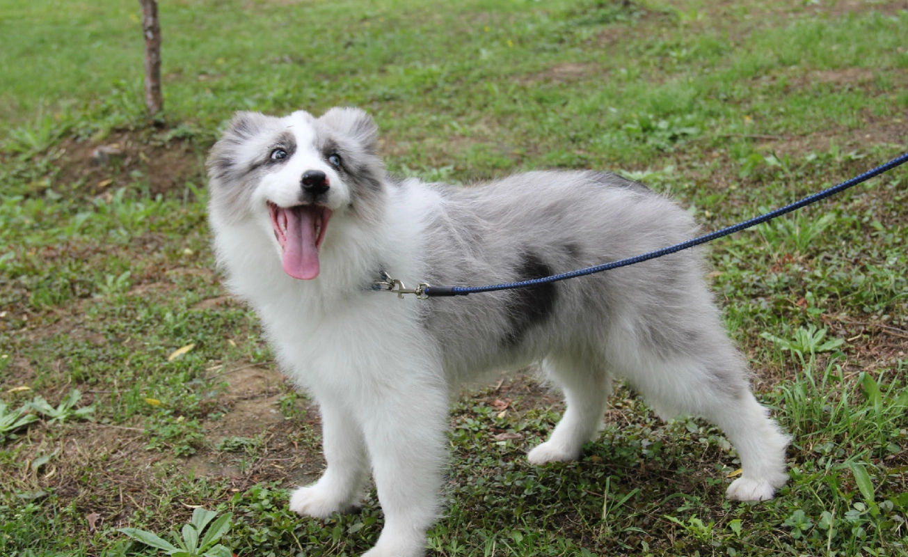 养边牧之后,才会发现的4个事实,果然没白疼它