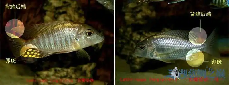 非洲慈鲷的雌雄辨别方法