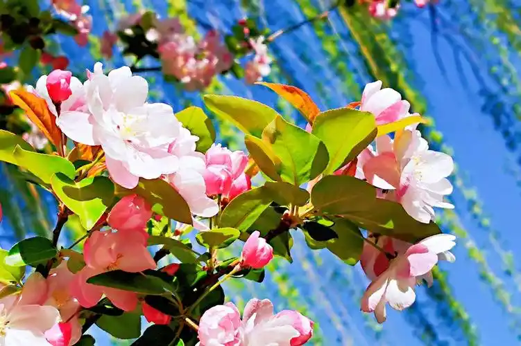 春天里百花盛开